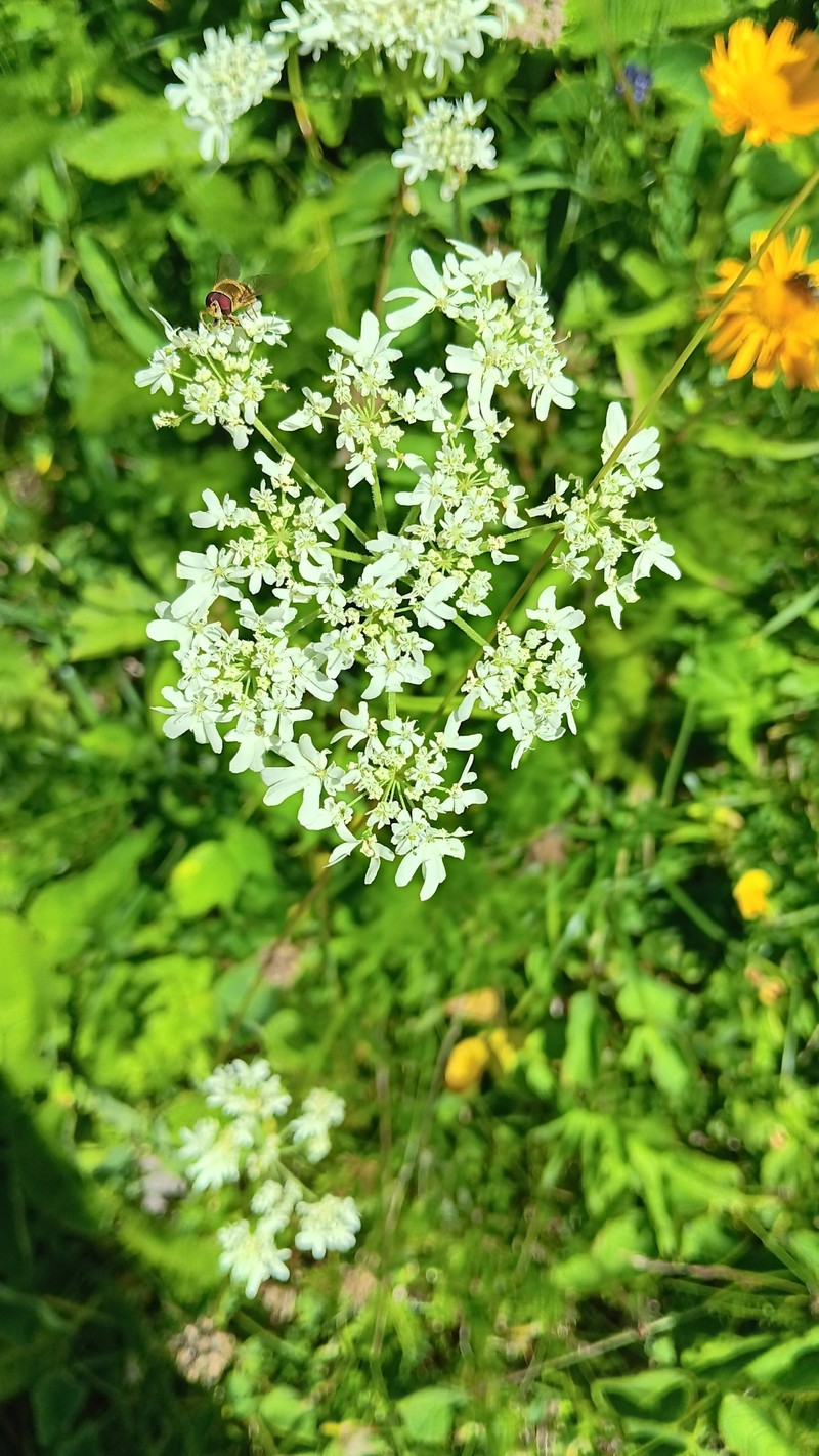 Heracleum austriacum subsp. austriacum photo 2