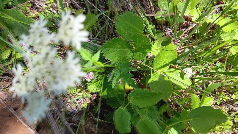 Heracleum austriacum subsp. austriacum photo 3
