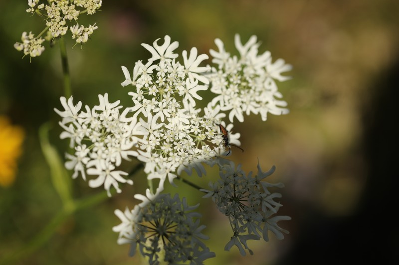 Heracleum austriacum subsp. austriacum photo 4