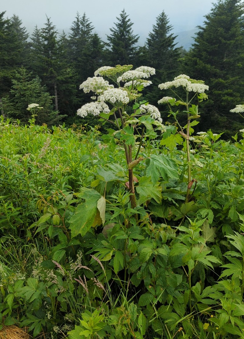 Common Cowparsnip photo 2