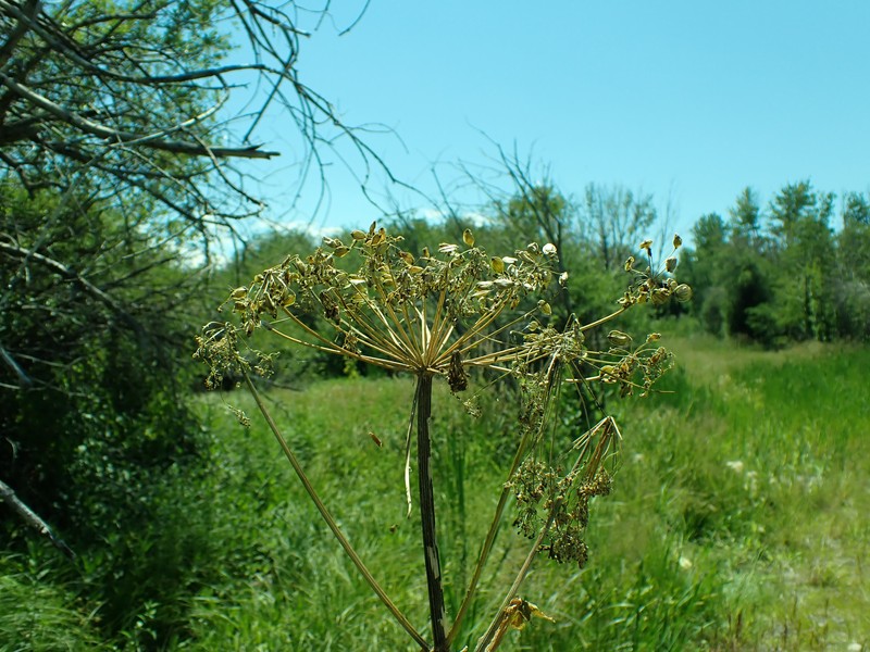 Common Cowparsnip photo 3