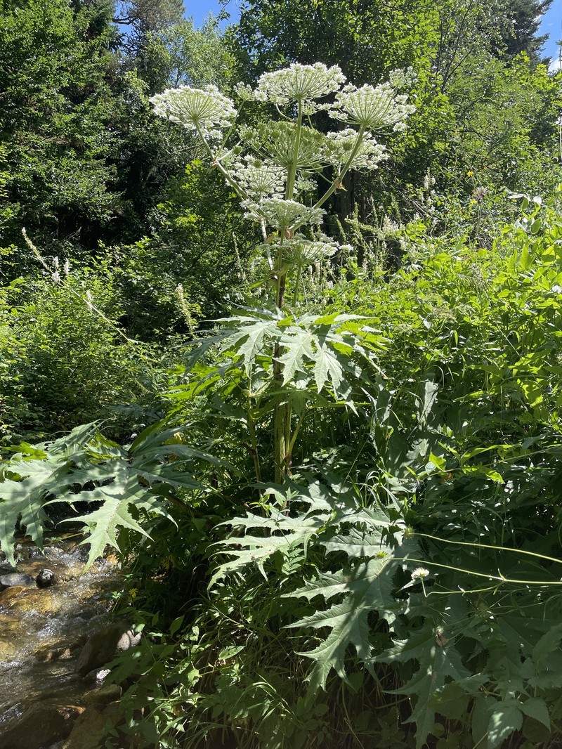 Giant Hogweed