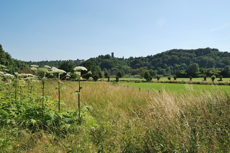 Giant Hogweed photo 2