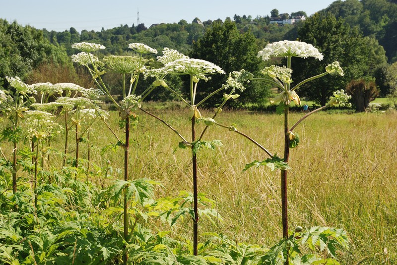 Giant Hogweed photo 3