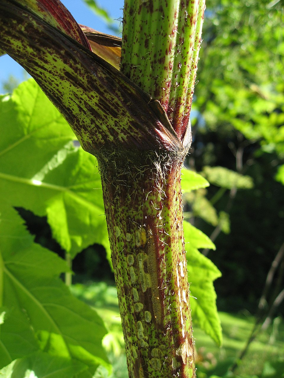 Giant Hogweed photo 6