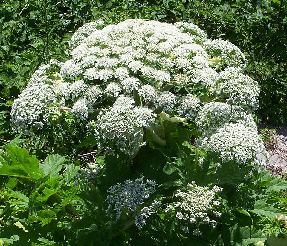 Giant Hogweed photo 8
