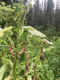Common Cowparsnip