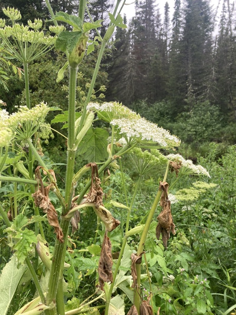 Common Cowparsnip