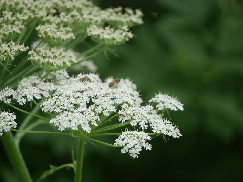 Common Cowparsnip photo 2