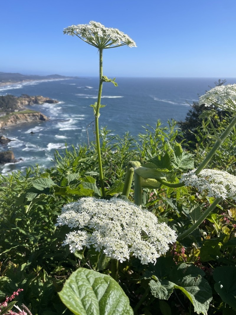 Common Cowparsnip photo 3