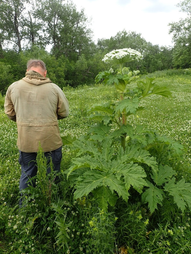 Common Cowparsnip photo 4