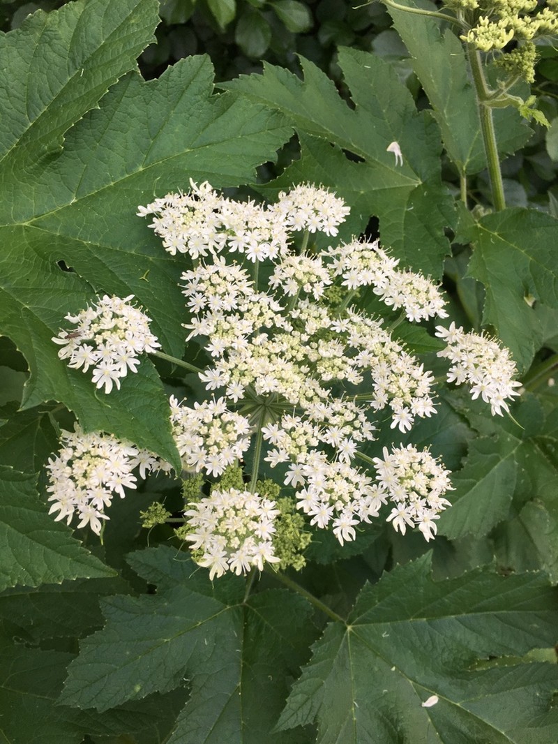 Common Cowparsnip photo 5