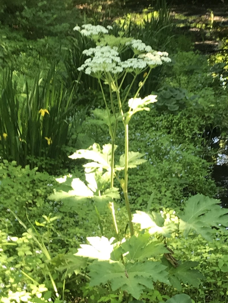 Common Cowparsnip photo 6