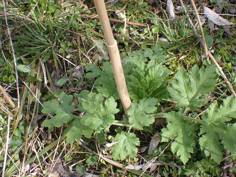 Common Cowparsnip photo 7