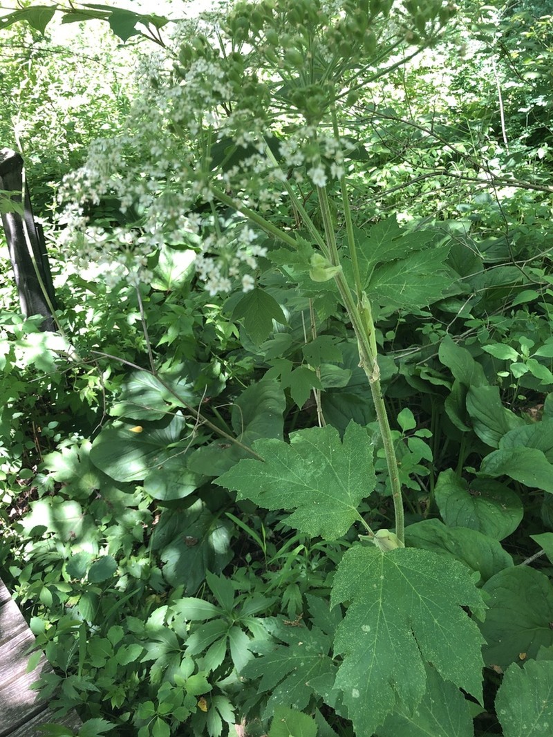 Common Cowparsnip photo 8