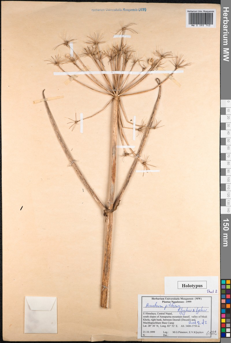 Heracleum piliferum photo 3