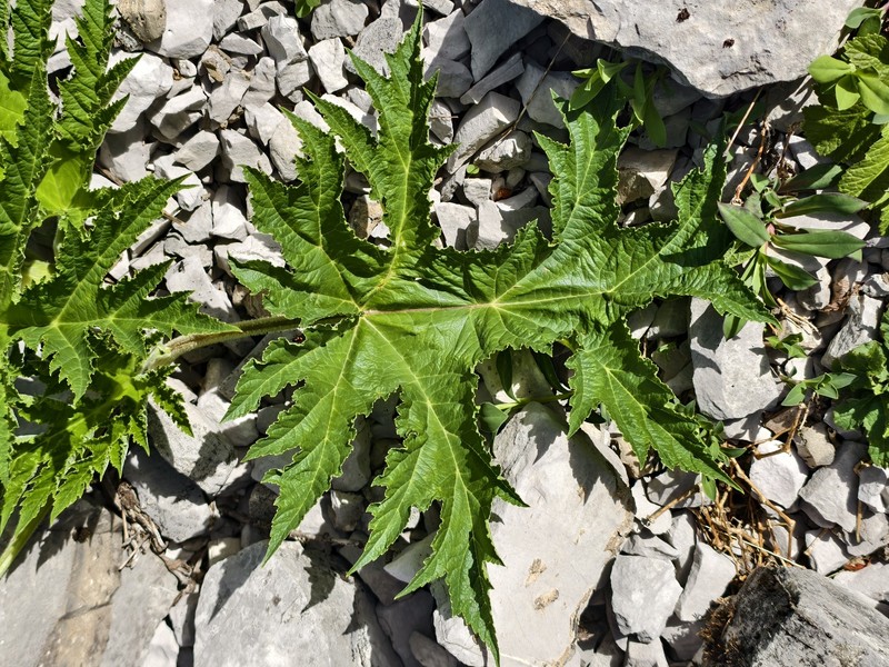Heracleum sphondylium subsp. elegans