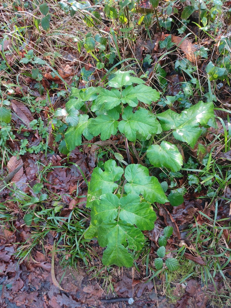 Heracleum sphondylium subsp. sphondylium