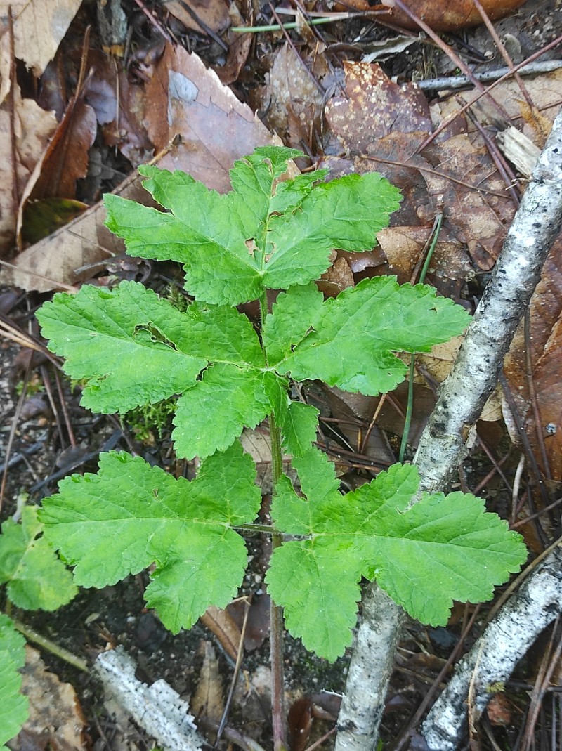 Heracleum sphondylium subsp. sphondylium photo 2