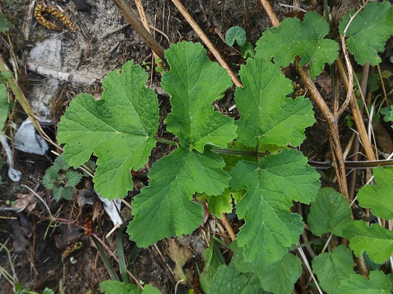 Heracleum sphondylium subsp. sphondylium photo 3