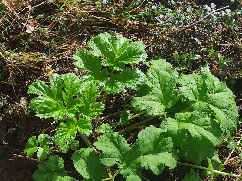 Heracleum sphondylium subsp. sphondylium photo 4