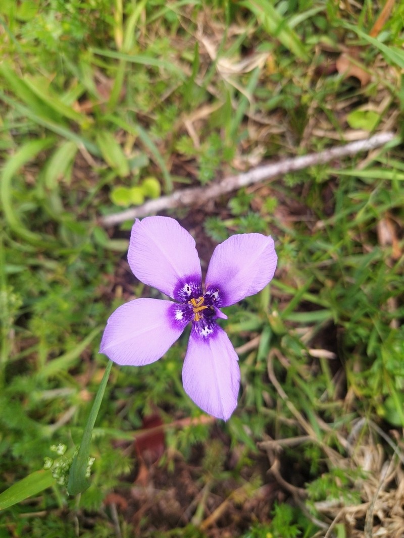 Prairienymph