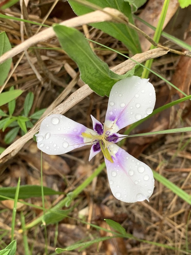 Prairienymph photo 2