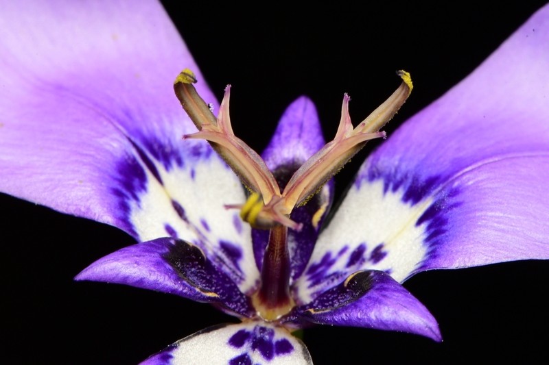 Prairienymph photo 3