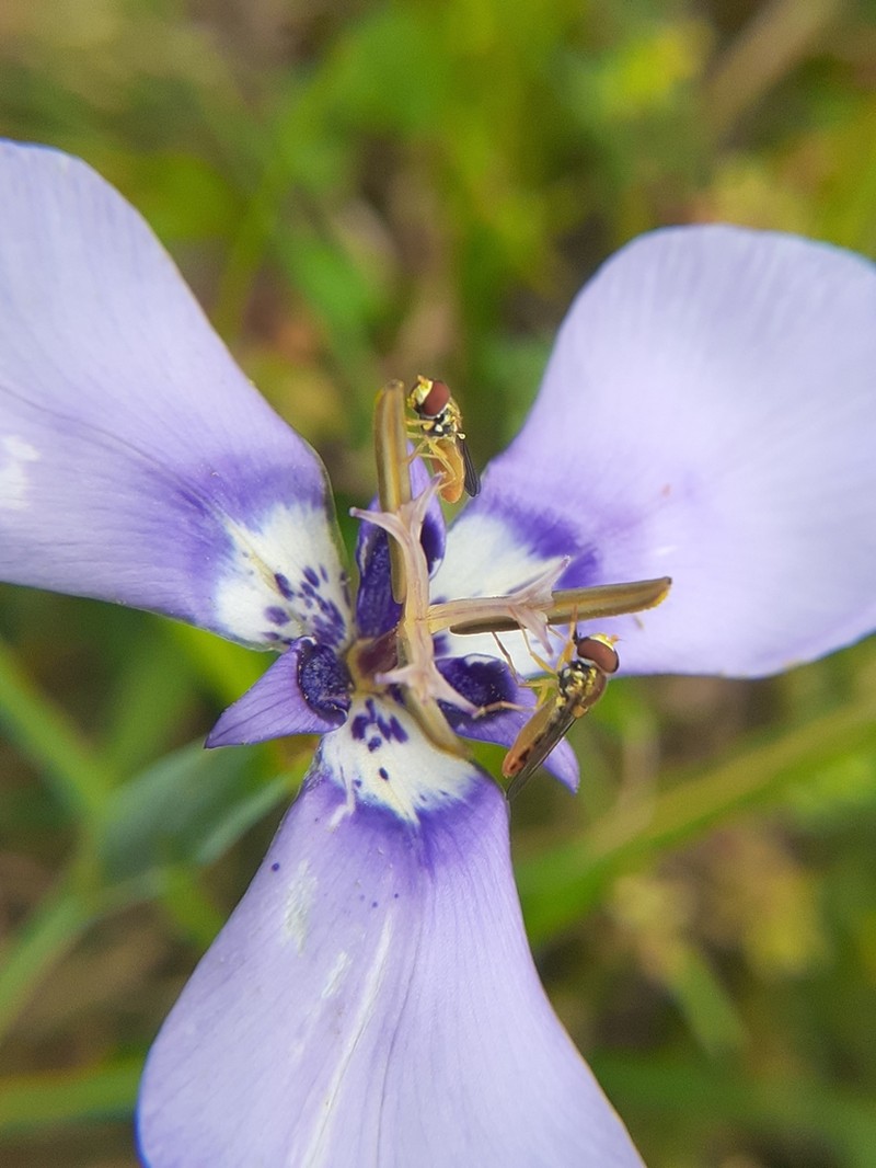 Prairienymph photo 4