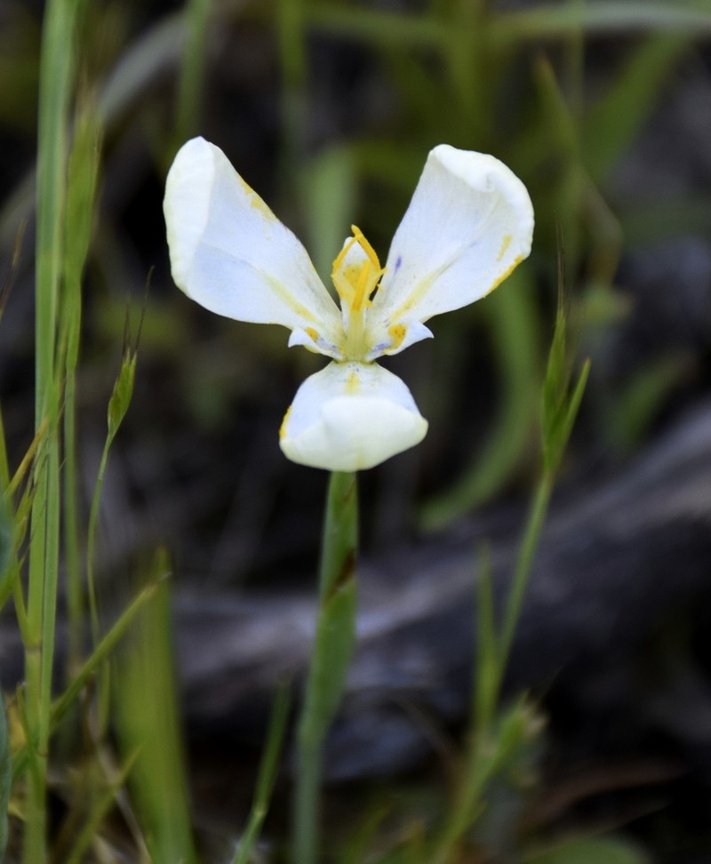 Prairienymph photo 5