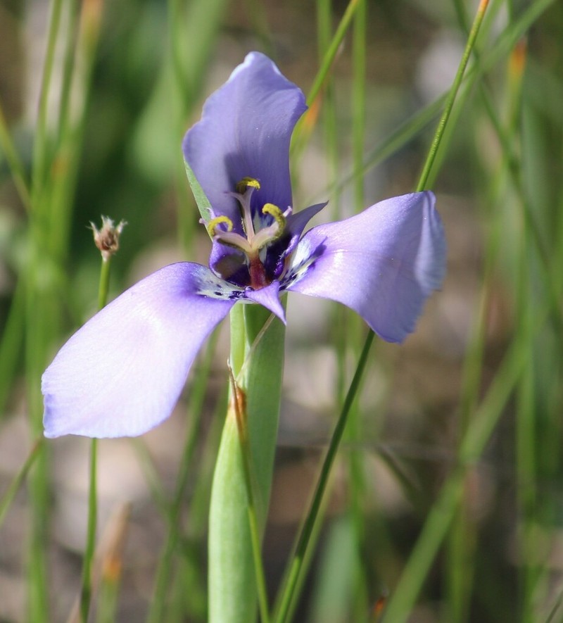 Prairienymph photo 6