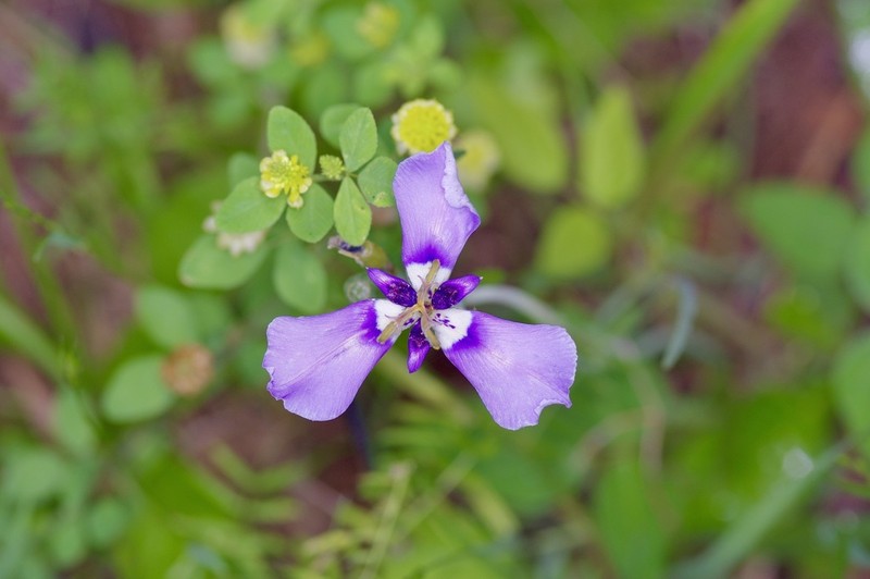 Prairienymph photo 8