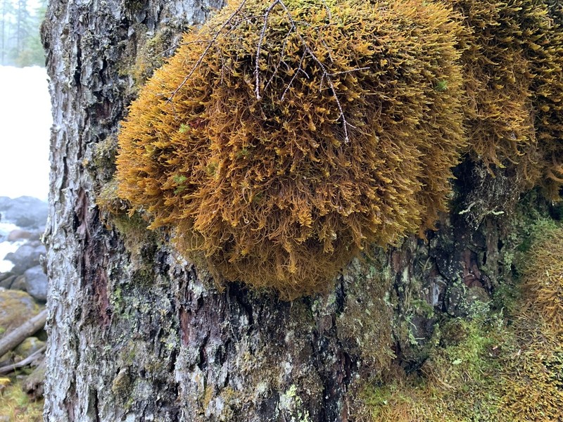 Herbertus aduncus photo 3