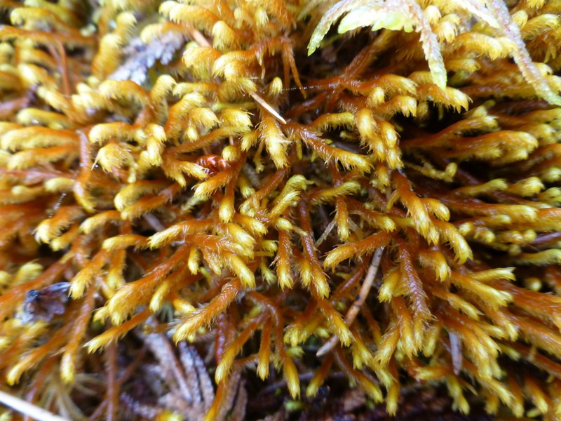 Herbertus aduncus photo 4