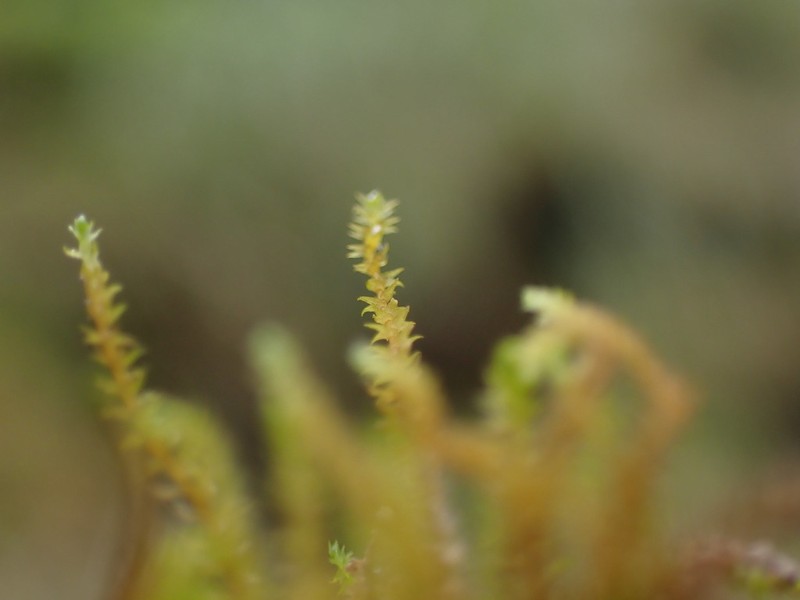 Herbertus aduncus photo 5