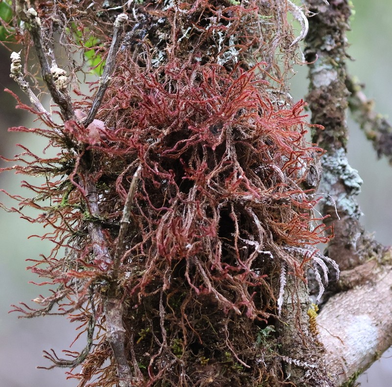 Herbertus aduncus photo 7