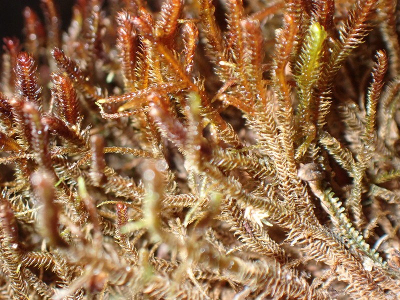 Herbertus hawaiiensis