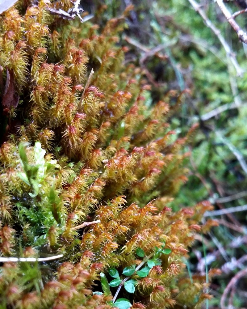 Herbertus himalayanus