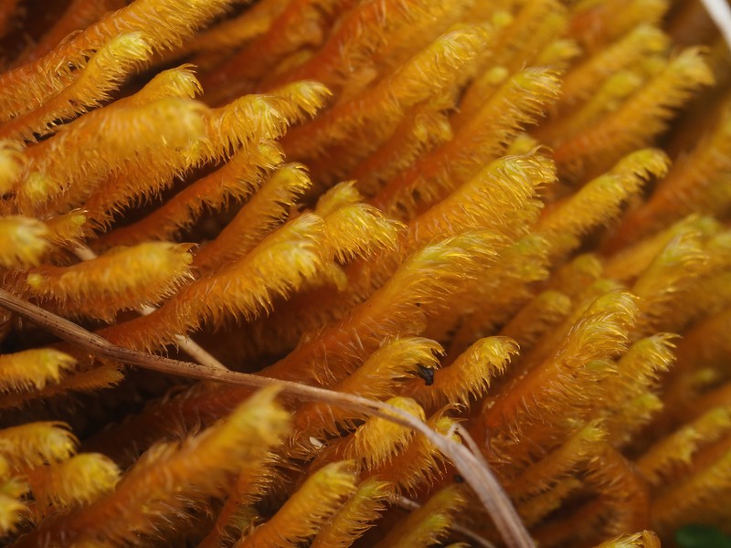 Herbertus himalayanus photo 2