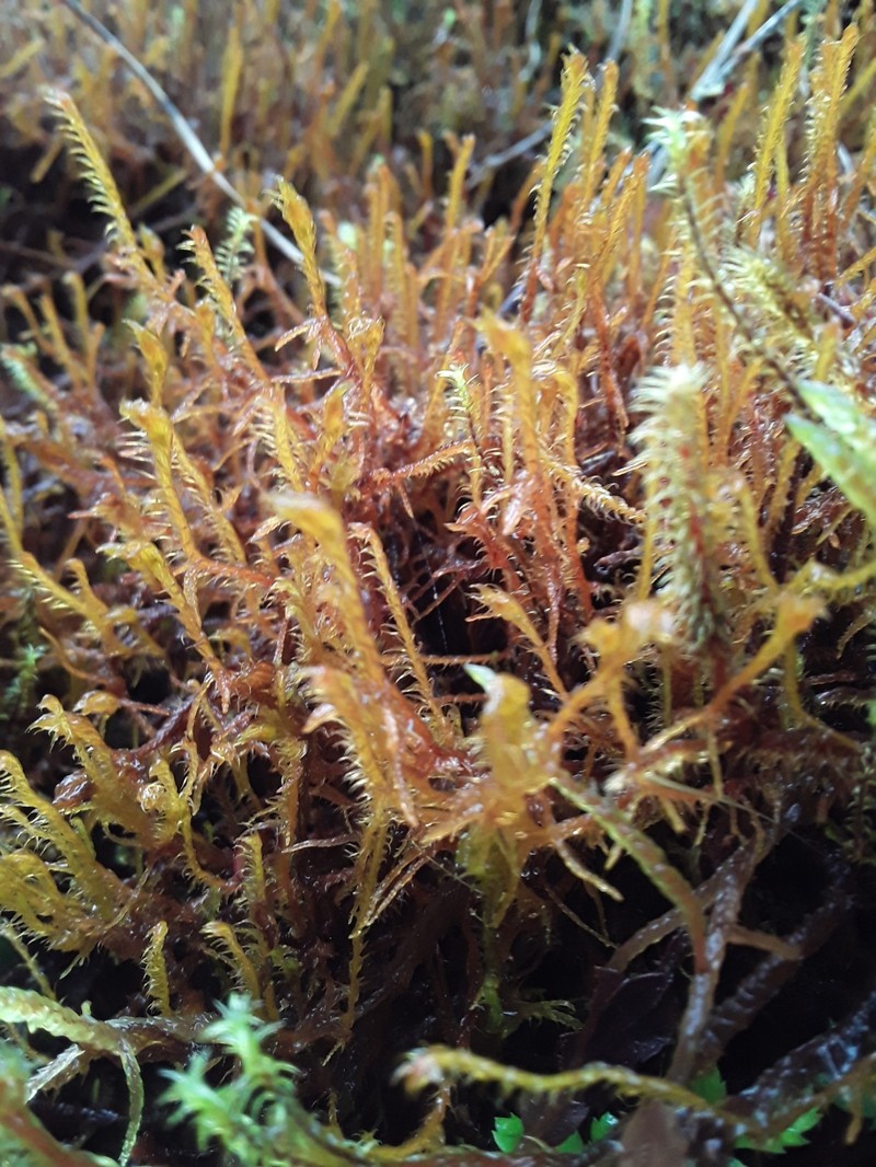Herbertus sendtneri photo 3