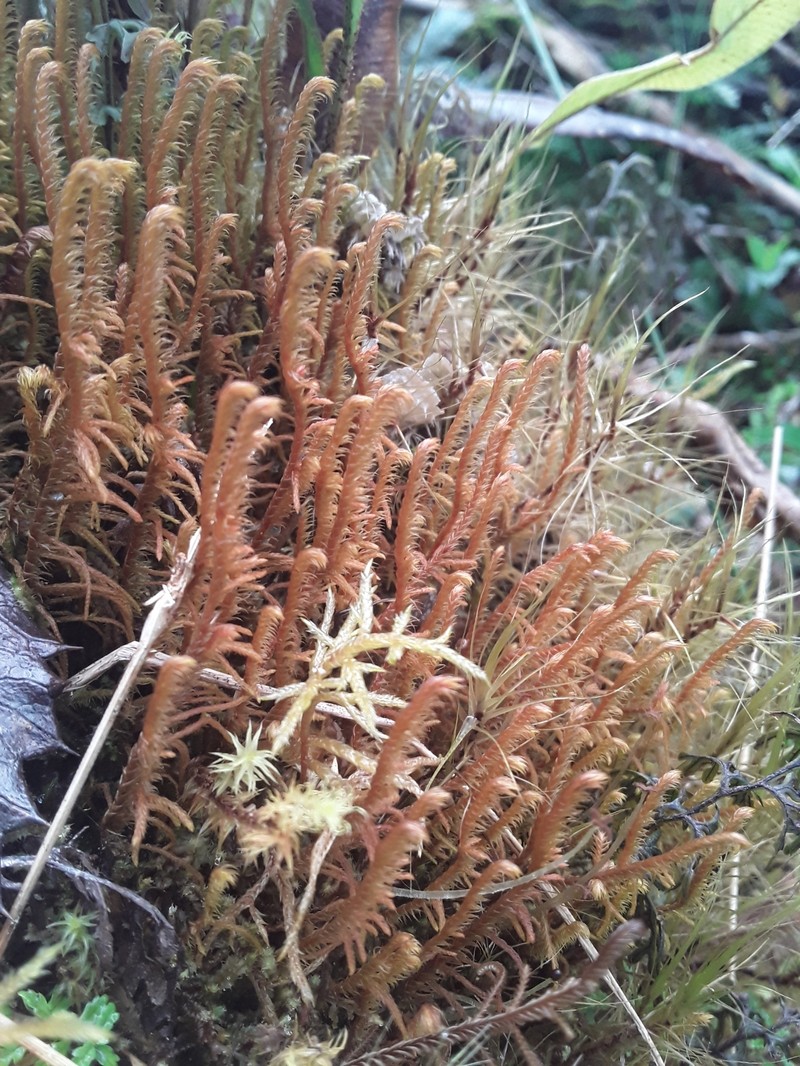 Herbertus sendtneri photo 4