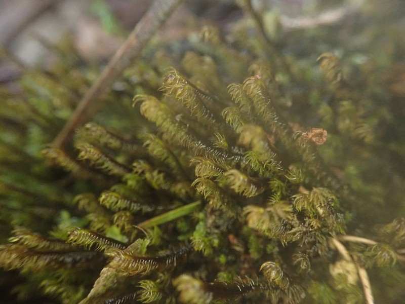 Herbertus sendtneri photo 5