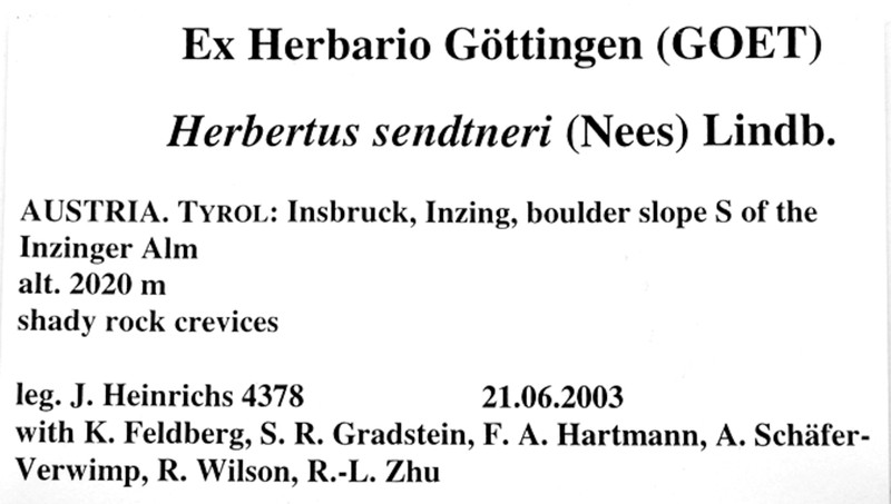 Herbertus sendtneri photo 6