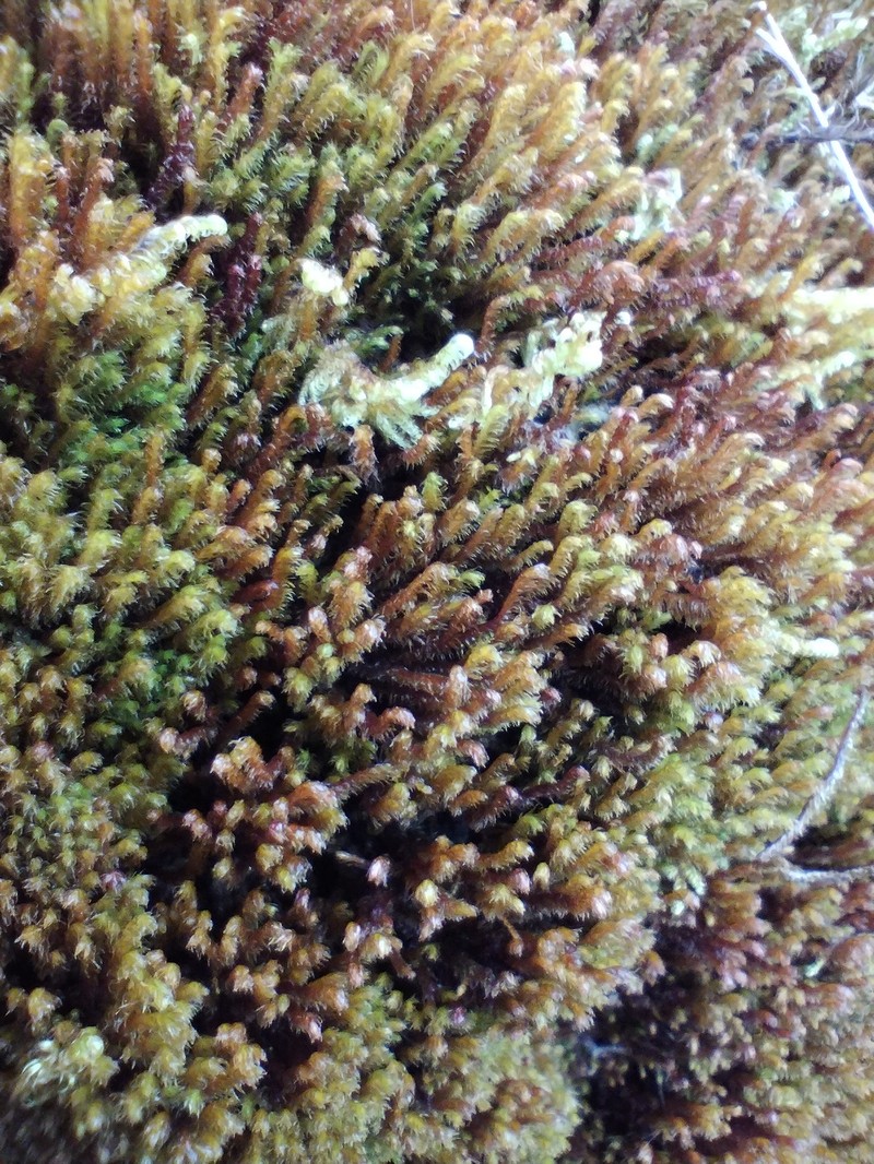 Herbertus stramineus photo 2