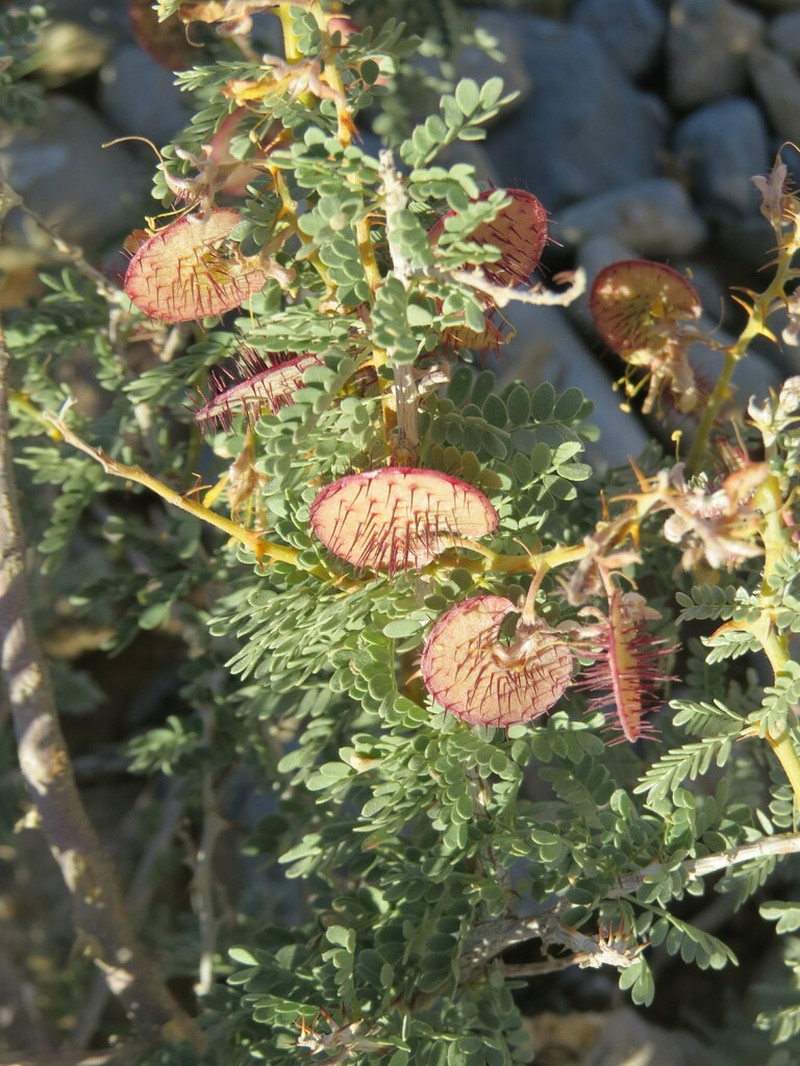 Hererolandia pearsonii
