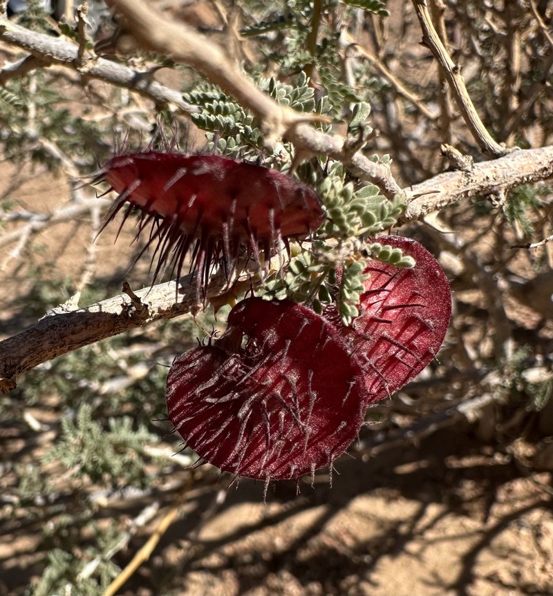 Hererolandia pearsonii photo 2