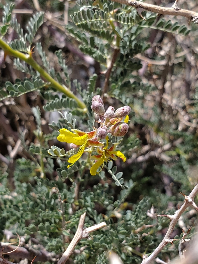Hererolandia pearsonii photo 5