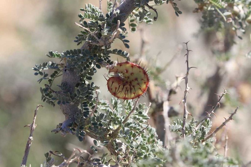 Hererolandia pearsonii photo 7