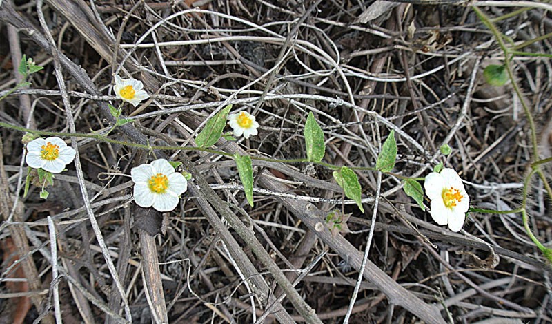 Bladdermallow photo 2