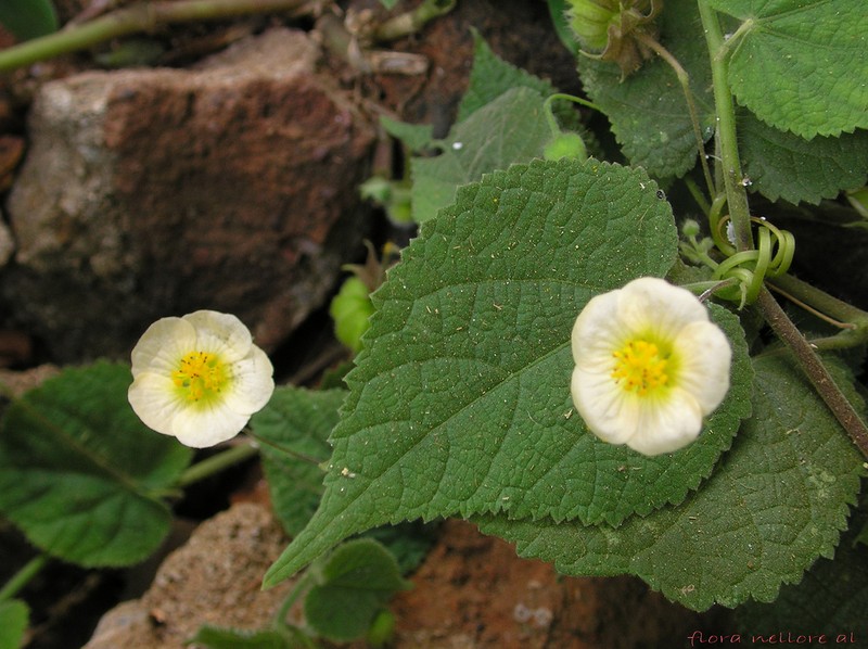Bladdermallow photo 3